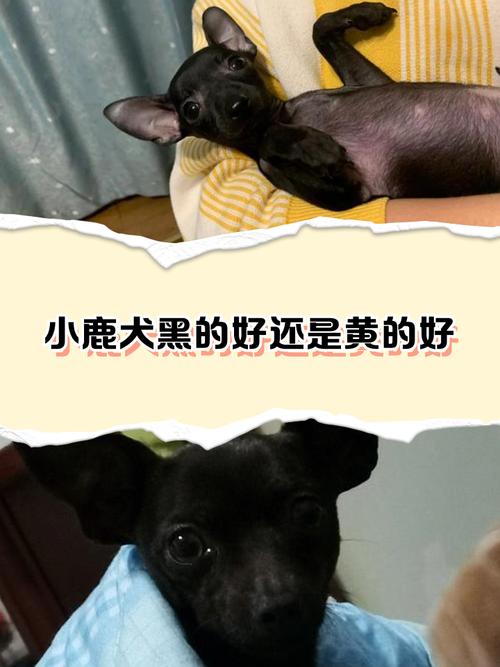 为什么狗狗的毛色发黄黄的