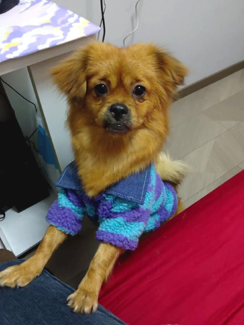 狗狗脸上的毛为什么黄黄的