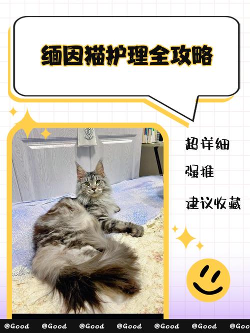 猫咪得了猫藓怎么办?会传染给人吗?