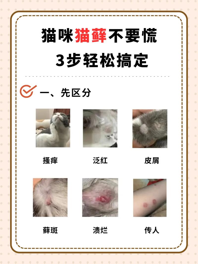 猫咪身上猫癣一直反复不好怎么办?