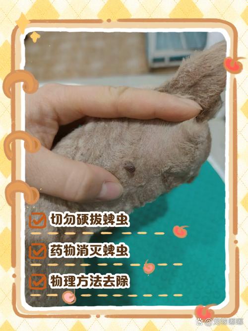 蜱虫在狗身上怎么去除