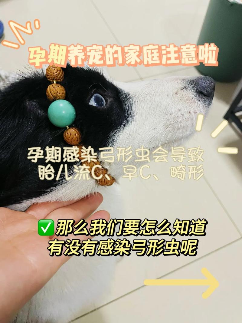 怀孕期间到底能不能养狗?