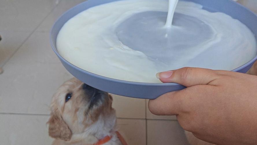 刚满月的幼犬可以喝牛奶么?