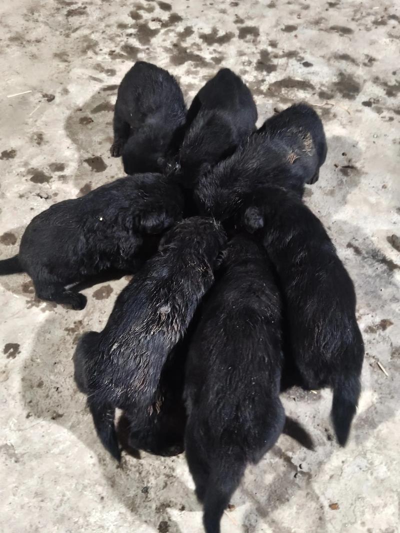 狗子可以喝牛奶粉吗