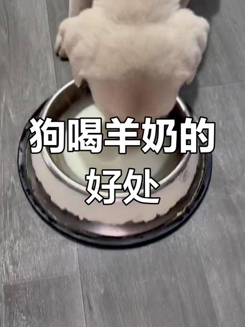 小狗能喝牛奶粉吗