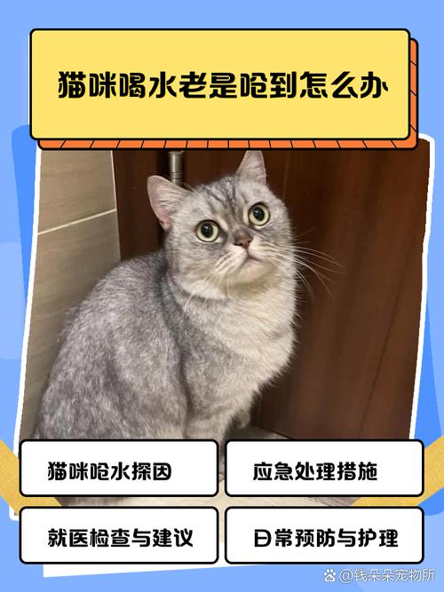 猫咪总是喝水呛到是怎么回事?