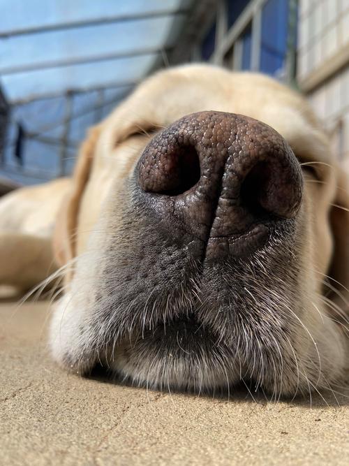 狗的体温36度正常吗(狗狗体温36.5度怎么办)