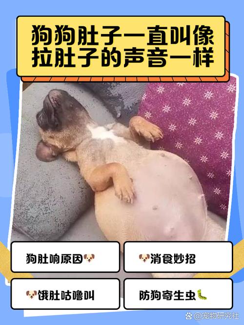 狗狗肚子响是怎么回事