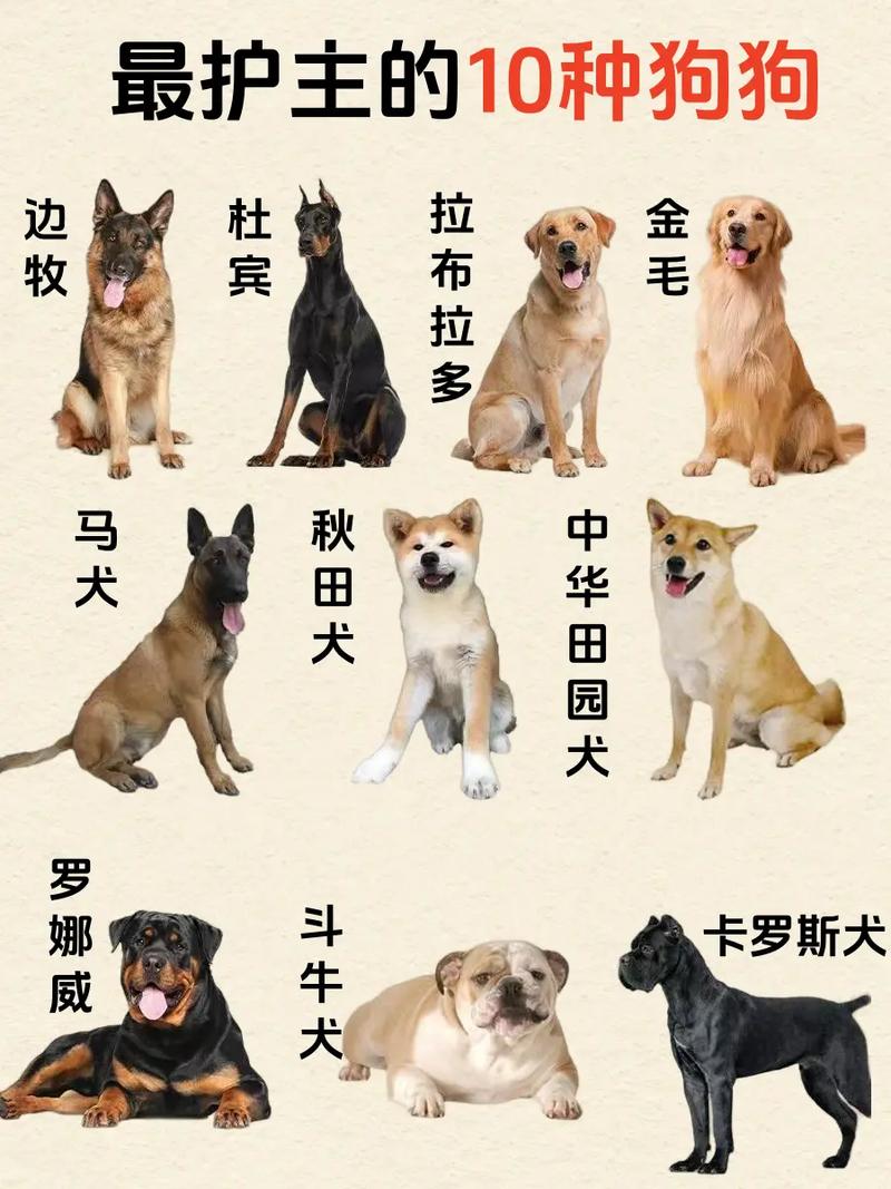 犬类品种大全