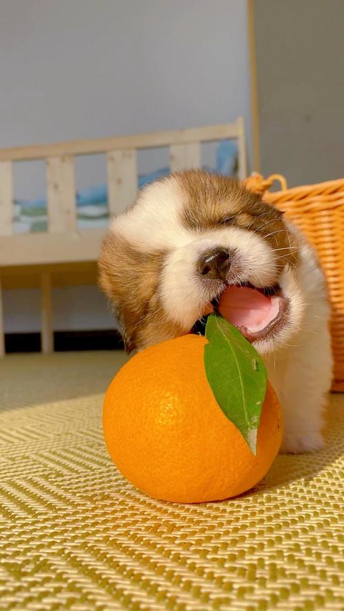 狗狗能吃橘子和橙子吗?