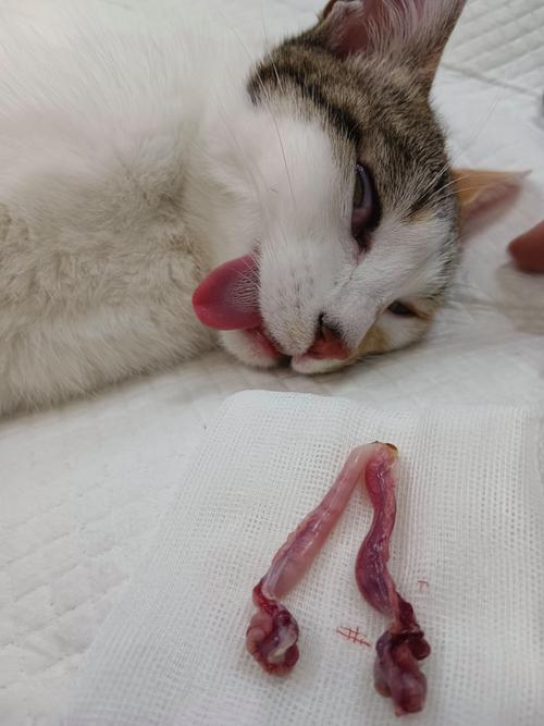 母猫绝育后还会嚎叫吗