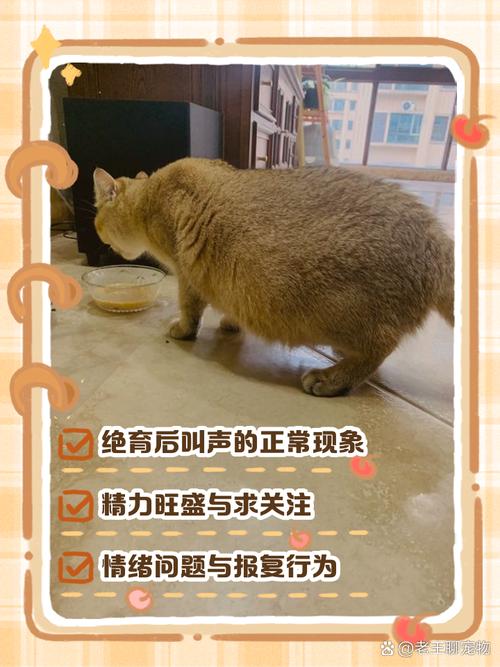 为什么猫咪绝育后不叫呢