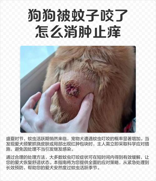小狗被蚊子咬了怎么办