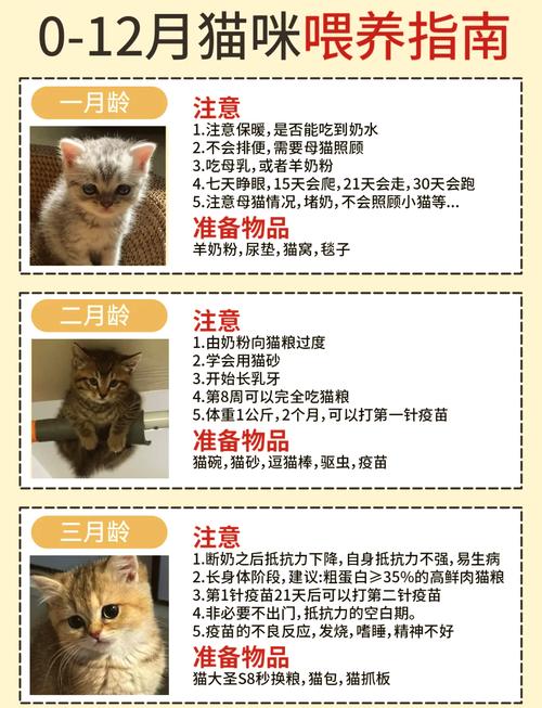 两个月小猫好养活吗(两个月小猫好养吗)