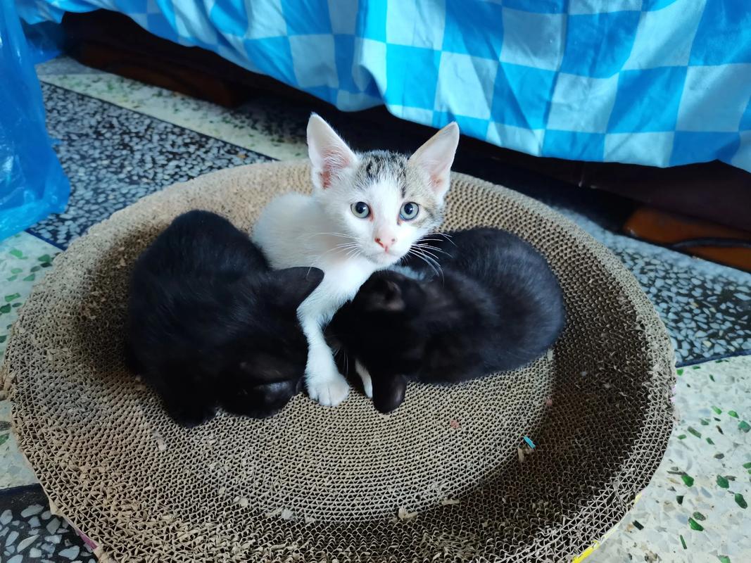 如何正确喂养两个月大的小猫咪