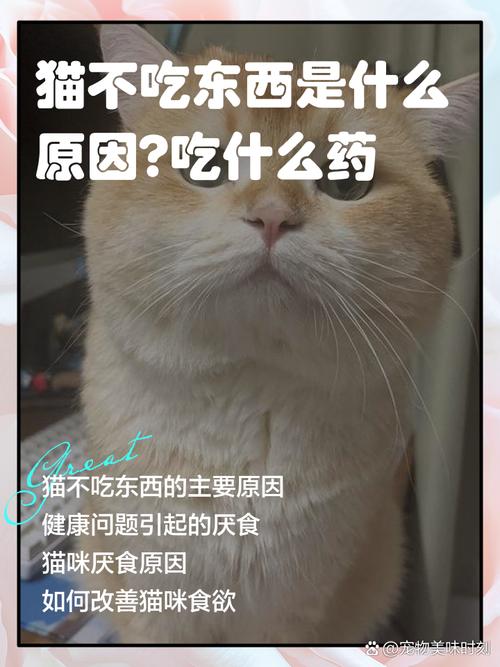 猫咪无精打采、不吃东西是怎么回事?