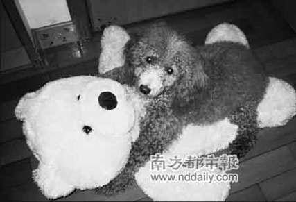 【宠物小科普】狗狗也会来大姨妈?