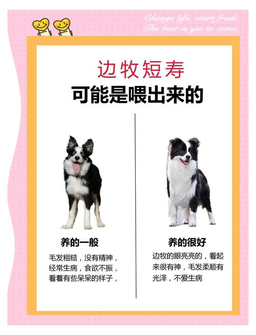 边牧不能吃的三种蔬菜?