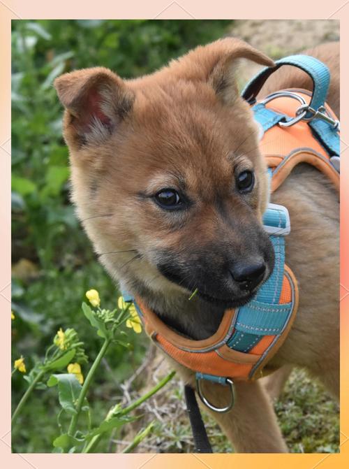 狗狗能不能吃花菜