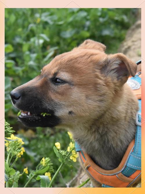 狗能不能吃花菜?