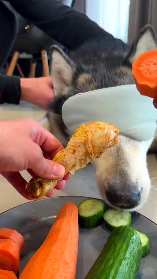 狗狗可以生吃鸡腿么?