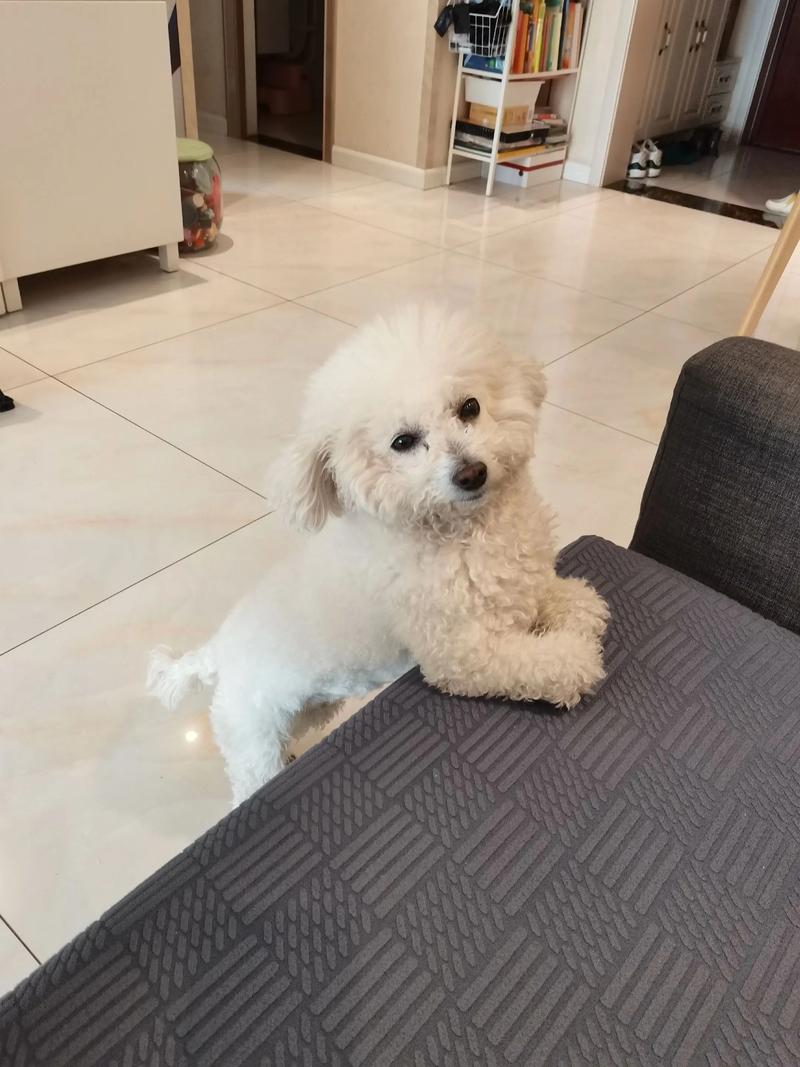 狗怀孕后多久可以洗澡