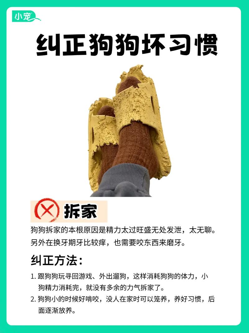 怎样训练狗不护食