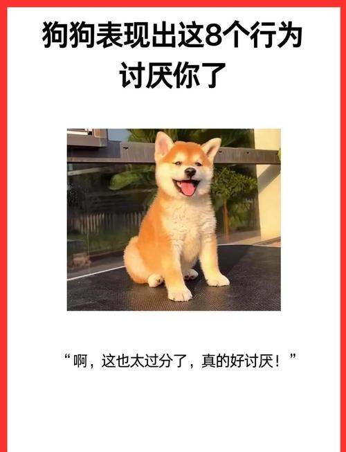 狗狗非常讨厌的6种行为,拜托你不要再“折磨”你家狗好吗?