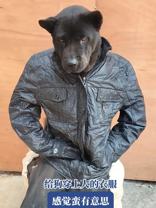 狗狗衣服不能随便给狗狗穿,狗狗几岁训练