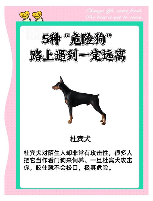 狗狗crp高100有危险吗