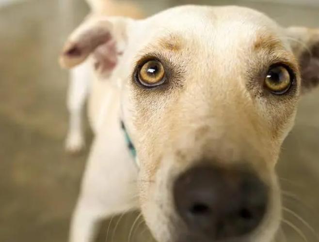 犬crp10.5和9区别大吗