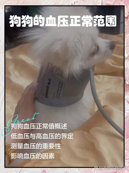 狗狗crp高是什么原因