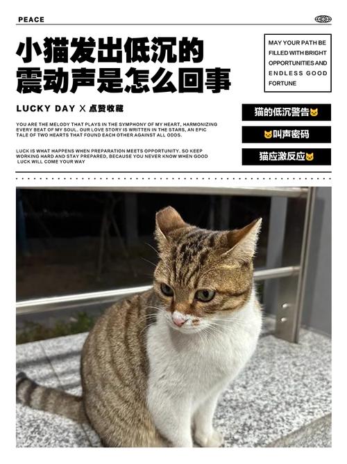 为什么猫咪害怕主人闻他