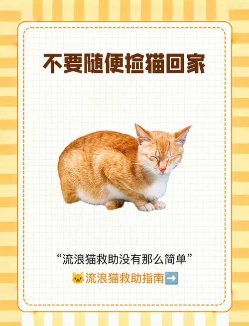 捡的流浪猫要打疫苗吗?有什么注意事项呢?