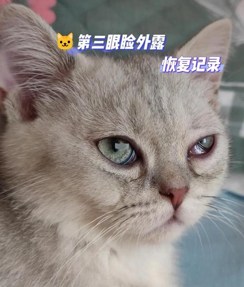 猫第三眼睑能自愈吗