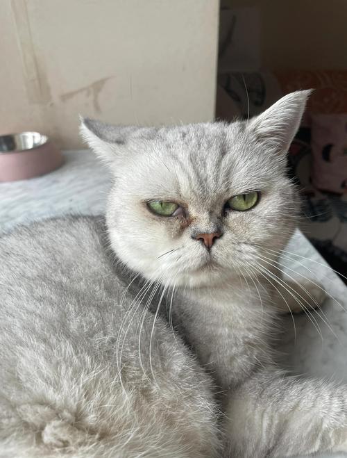 猫咪第三眼睑外露怎么治疗好得快?