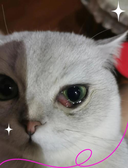 猫第三眼睑外露怎么办