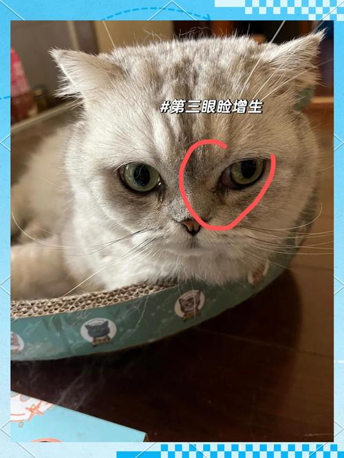 我的猫眼睛坏了,大夫说长了第三眼睑要手术,我对宠物医院存疑。大家帮我...