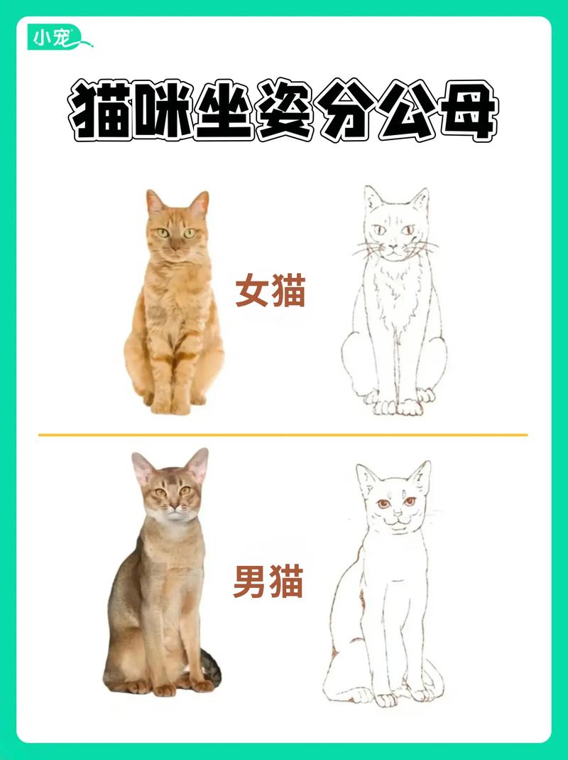 小猫怎么看公的母的