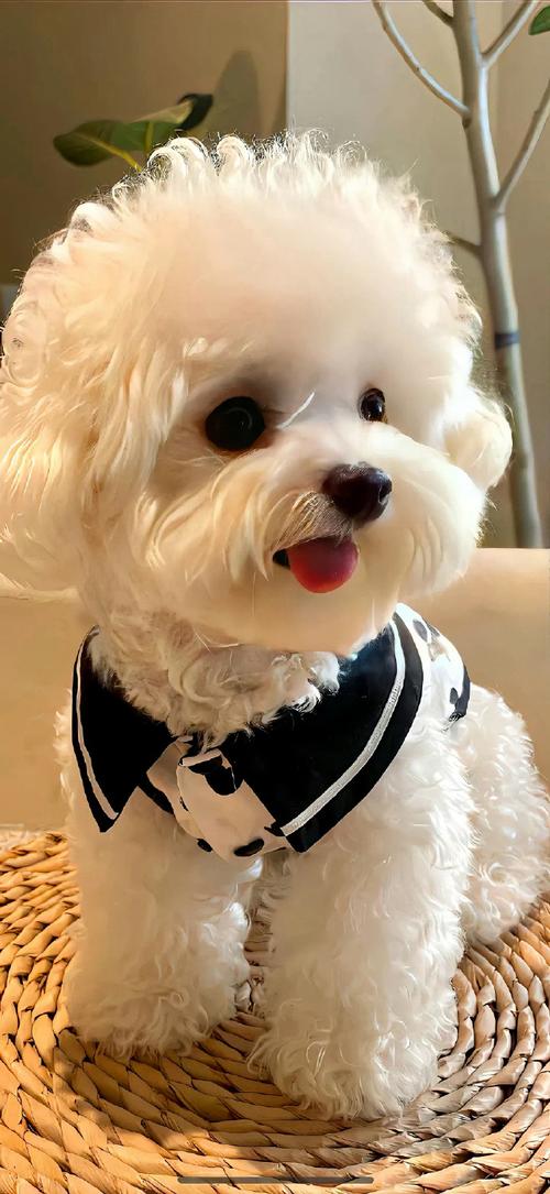 大耳朵狗有哪些品种?