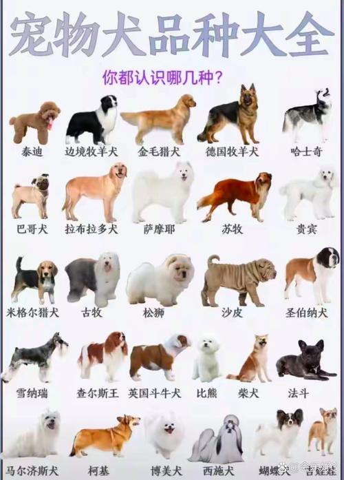 哪些品种的狗狗体型小还可爱?