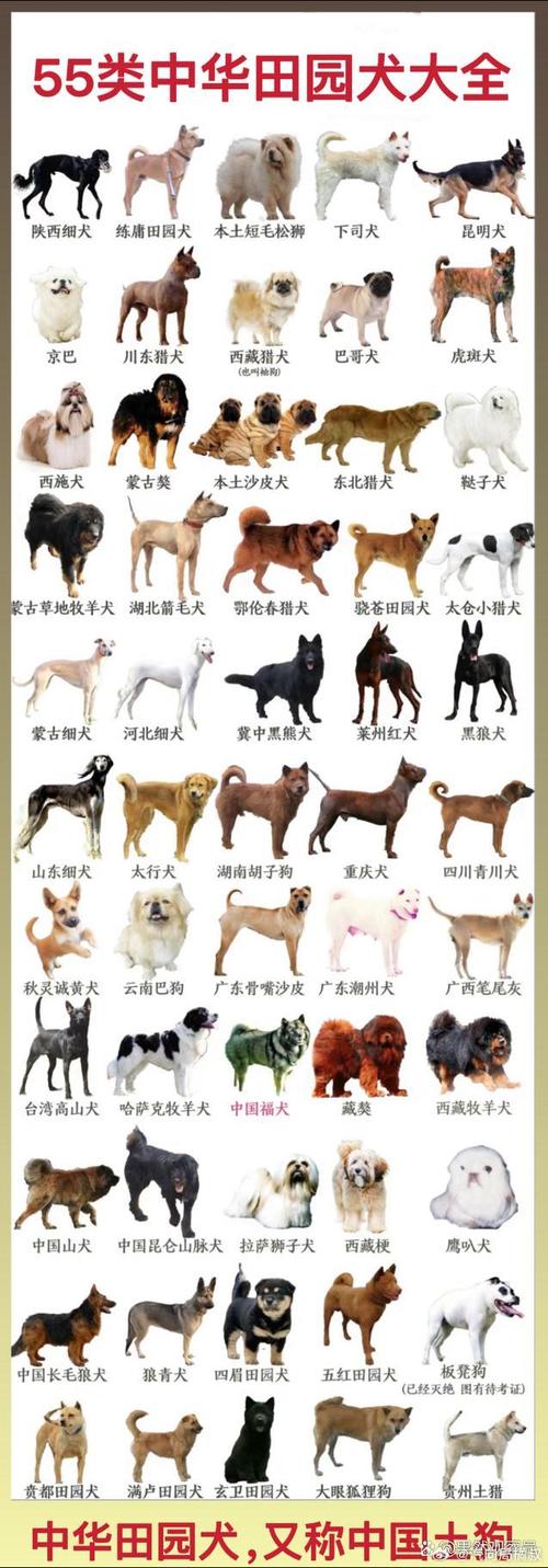 最洋气好听的狗名