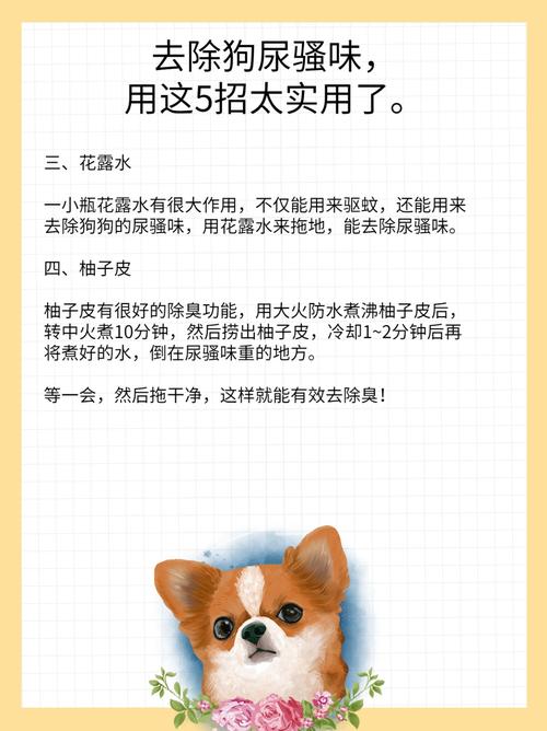 养狗久了家里有“臭味”,应该怎么处理?