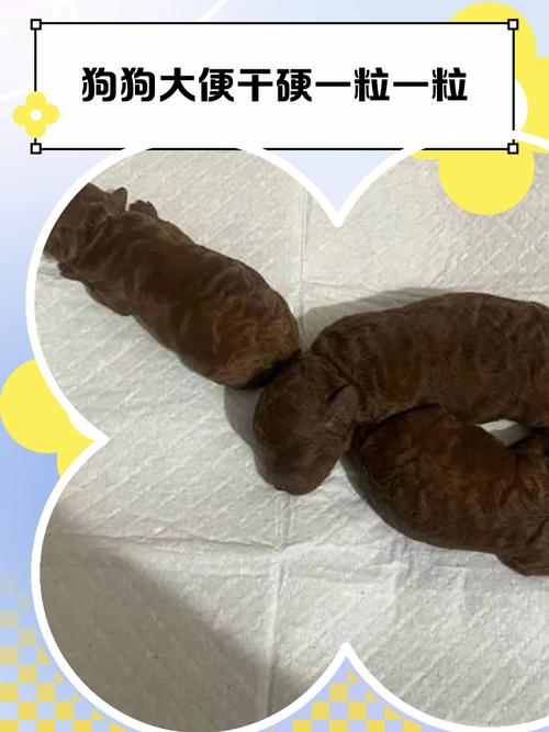 狗狗大便干燥是什么原因