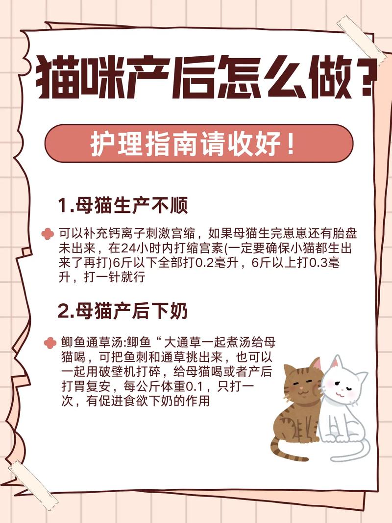 猫咪第一次生产应该注意什么