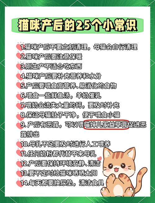 猫咪生产接生护理全流程|新手铲屎官必备