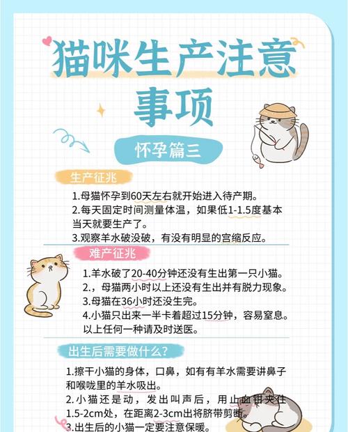 划重点!猫咪生产必须要注意的事项!