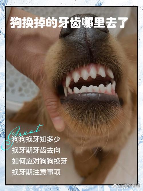 狗狗打架牙齿掉了怎么办