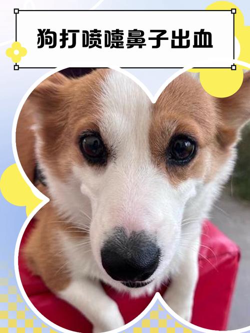 狗狗打喷嚏鼻子喷血