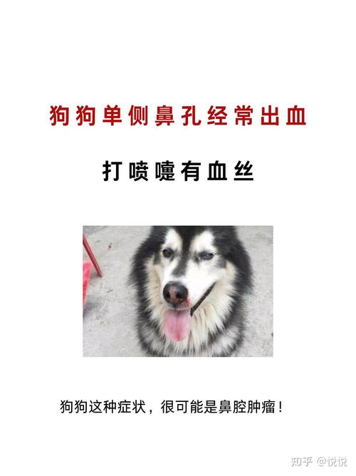 狗狗鼻子流血一般不能自愈